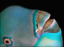 Steephead Parrotfish at dusk in a hole by Martin Dalsaso 